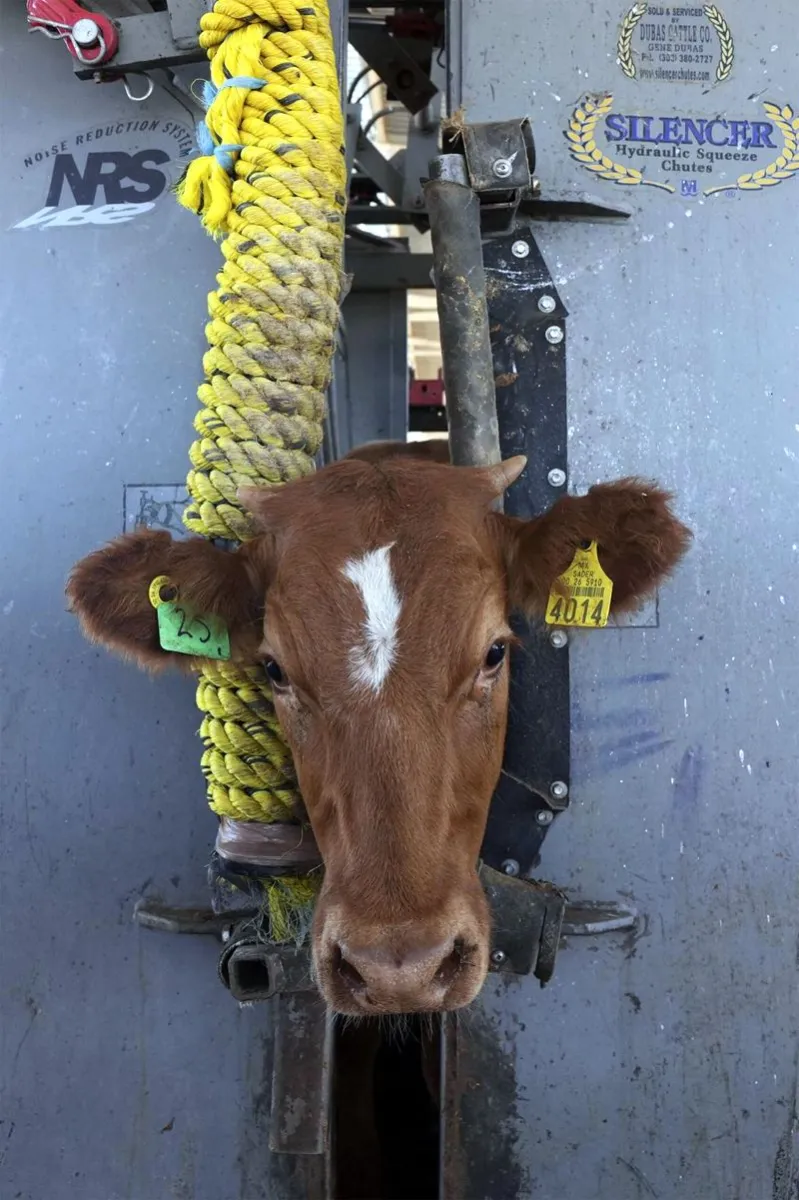 US says it will begin lifting suspension of Mexican cattle imports starting in August