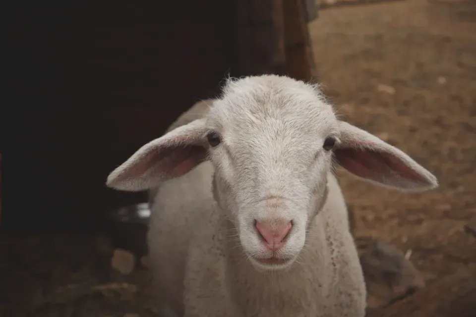 Kashmir mutton deadlock ends as livestock dealers call off strike